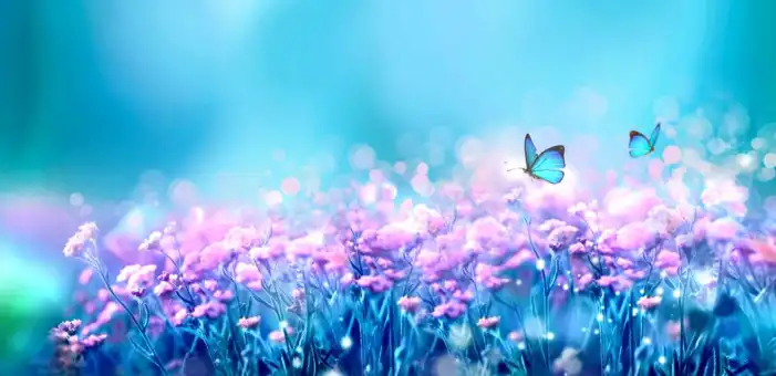 New Butterfly Background HD Images