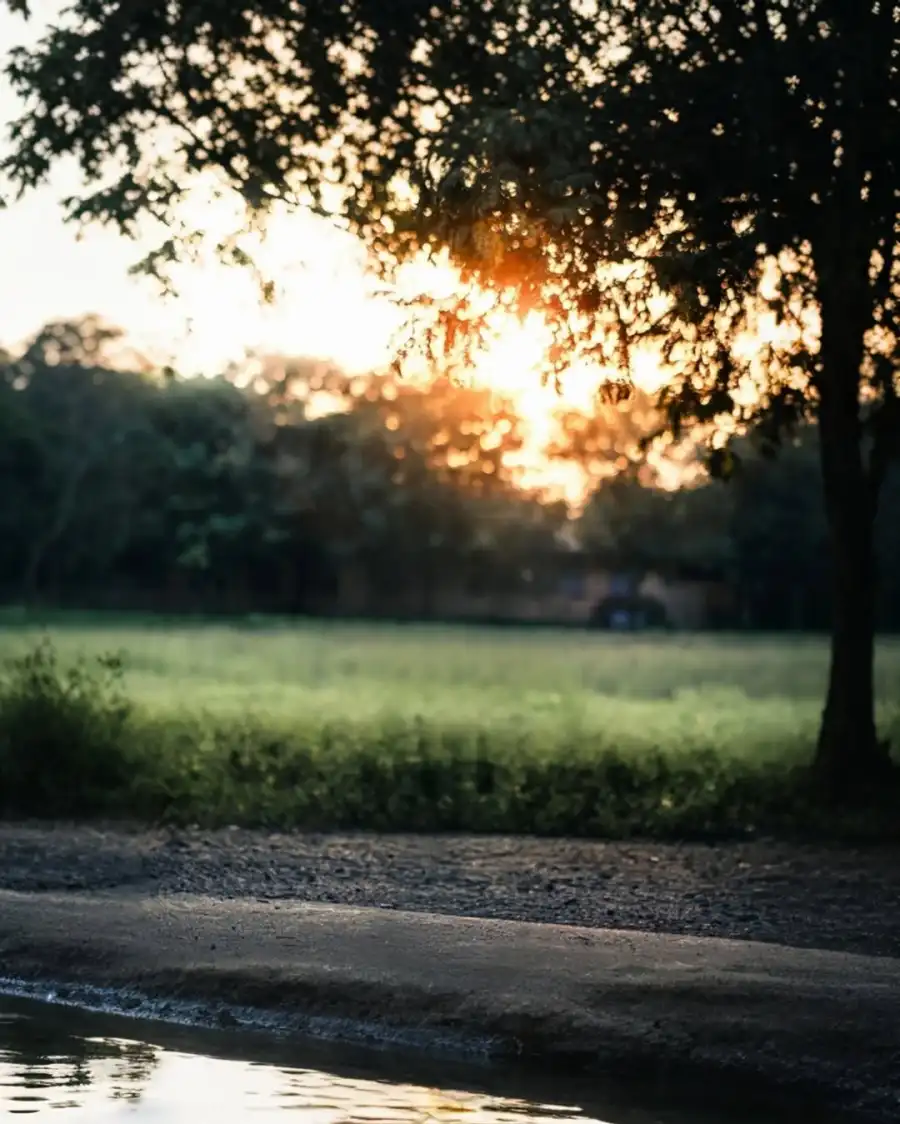 NEW Editing Grassy Field With Trees And A Road Background