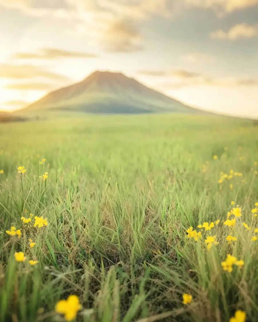 New Editing Grassy Field With Yellow Flowers Background