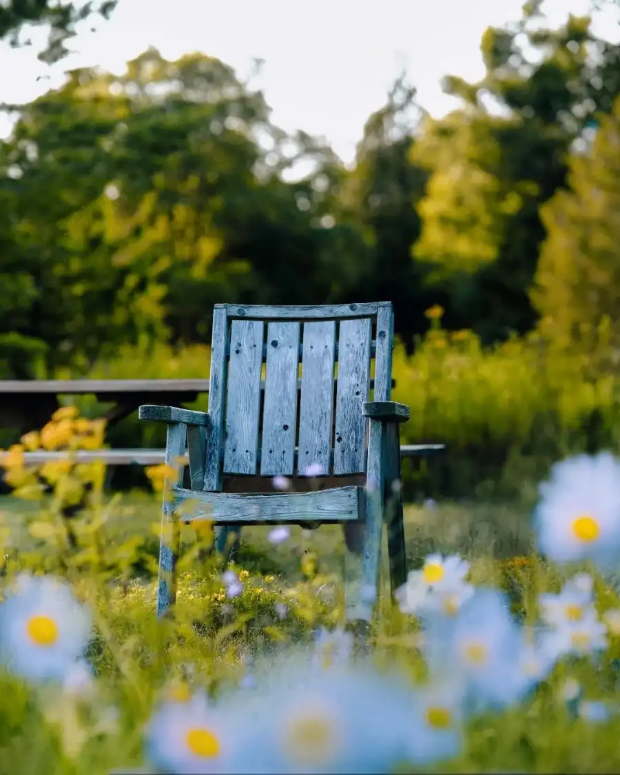 New Photo Editing Bench In A Park Background