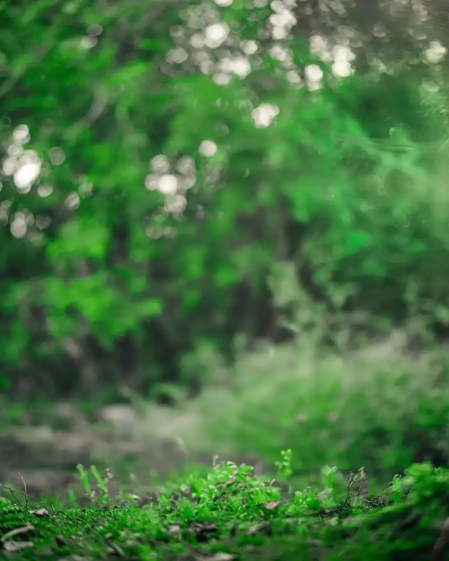 New Photo Editing Close Up Of Some Grass Background