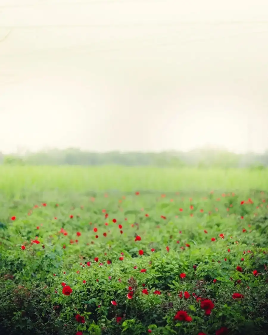 New Photo Editing Field Of Flowers Background Free