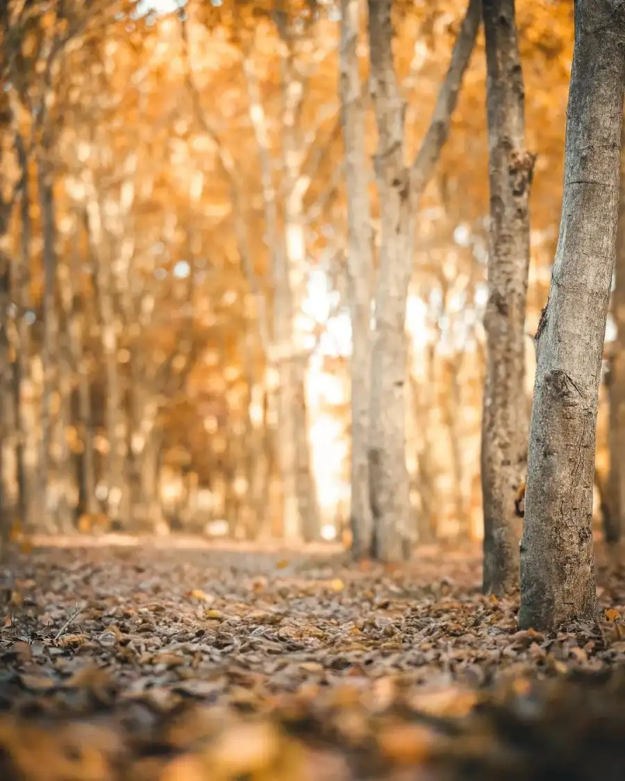 New Photo Editing Forest With Fallen Leaves Background