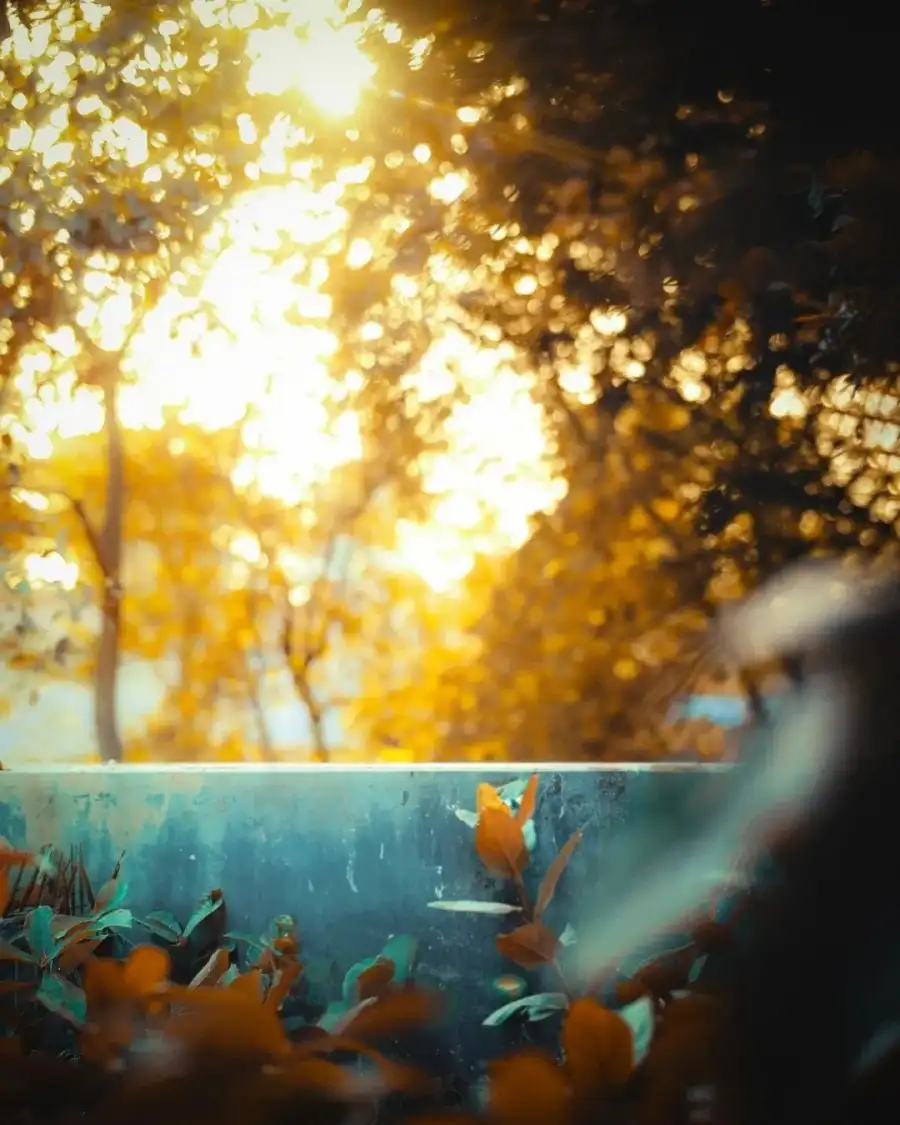 New Photo Editing Group Of Fish Swimming In A Pond With Trees In The Background