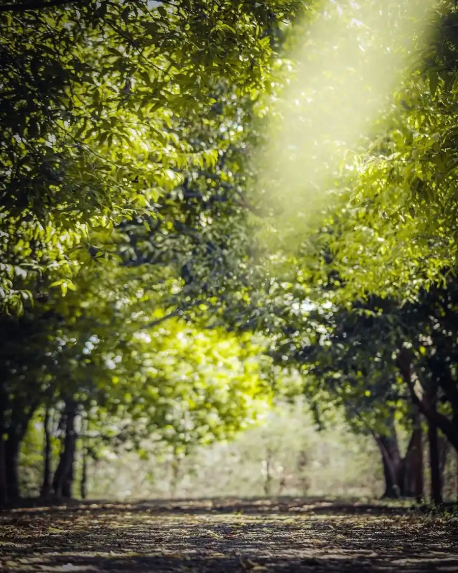 New Photo Editing Path With Green Trees On Either Side Background