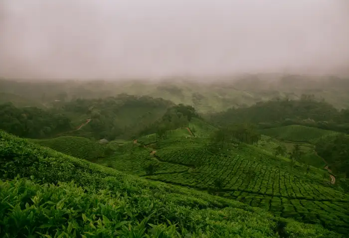 New Urban Jungle Green Mountain Forest Background