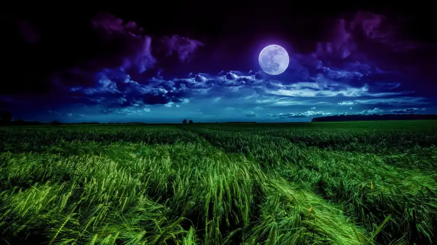 Night Moon Anime Field Background HD Download