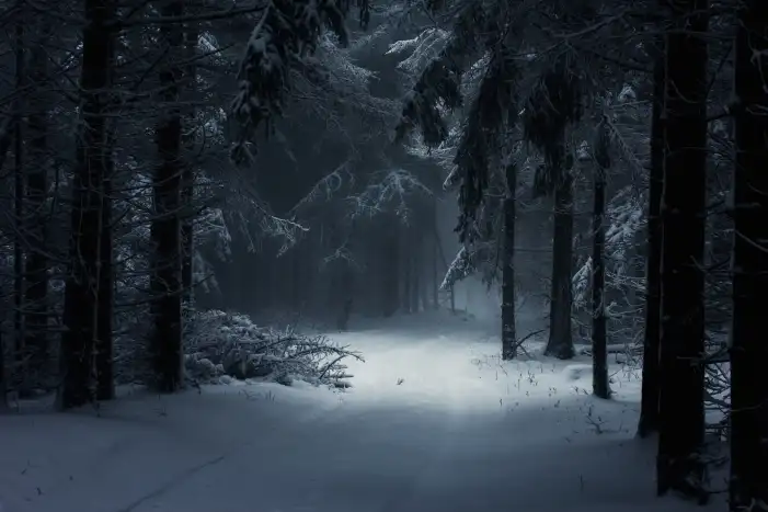 Night Road Path Winter Forest Background HD Images