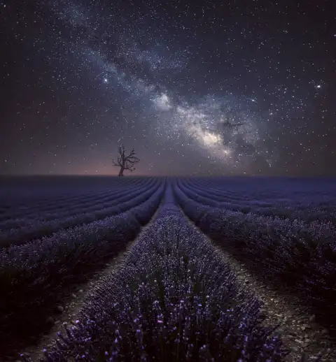 Night Sky Lavender Field Background HD Download