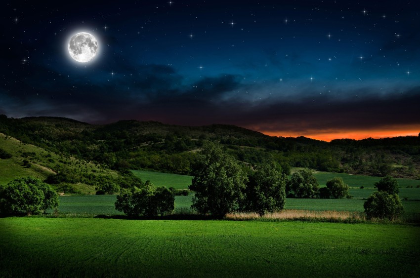 Night Sky With Tree Background HD Download Free