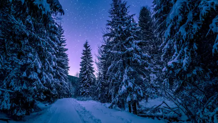 Night Winter Forest Background HD Wallpaper Free