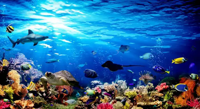 Ocean Underwater Dark Background HD Images