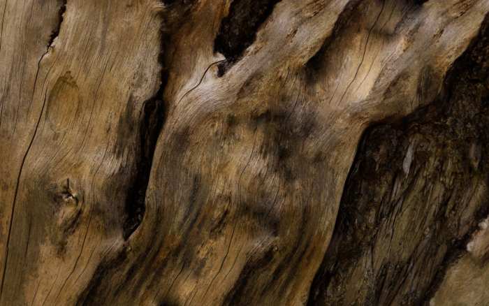 Old Tree Wood Background Free Wallpaper