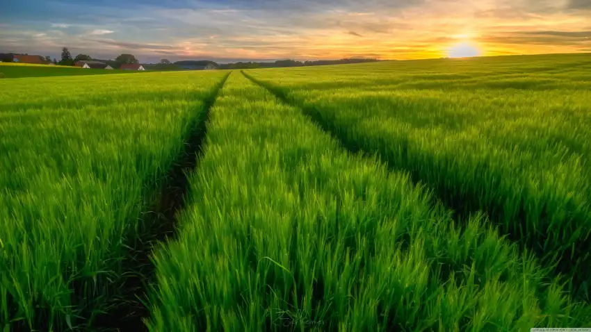 Open Field Background Wallpaper HD Download