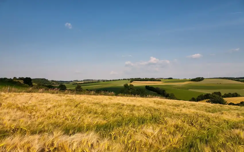 Open Field Background Wallpaper HD Images Download