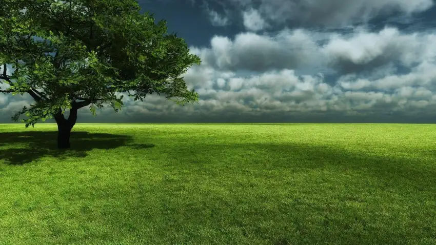 Open Field Graas Background Wallpaper HD Download