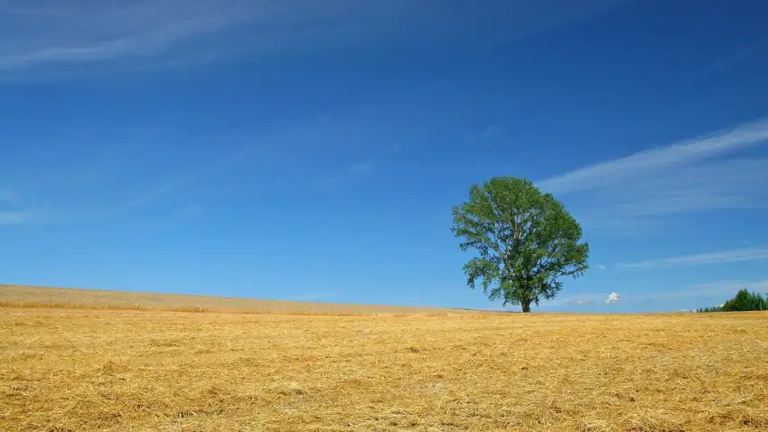 Open Field Grass Background Wallpaper HD Download