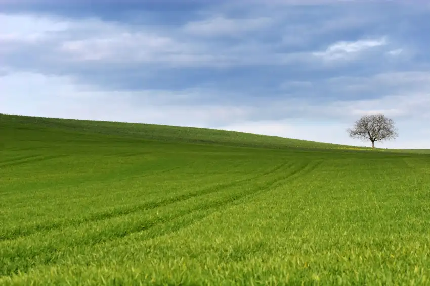 Open Field Grass Background Wallpaper HD Download