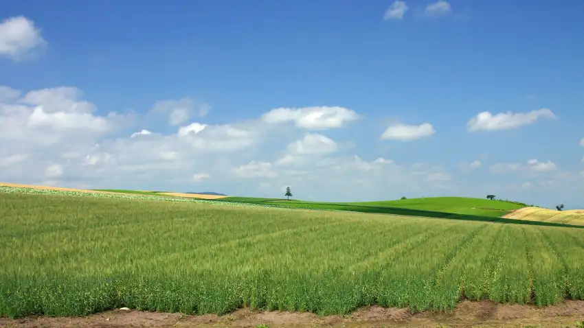 Open Field Grass Background Wallpaper HD Download