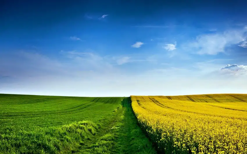 Open Green Sky Field Background Wallpaper HD Download