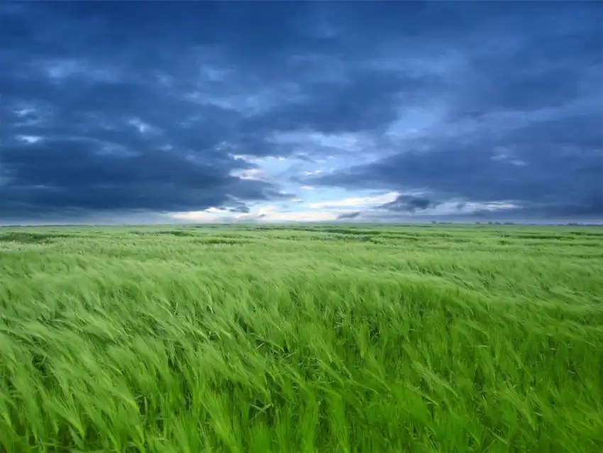 Open Wheat Field Background Wallpaper HD Download