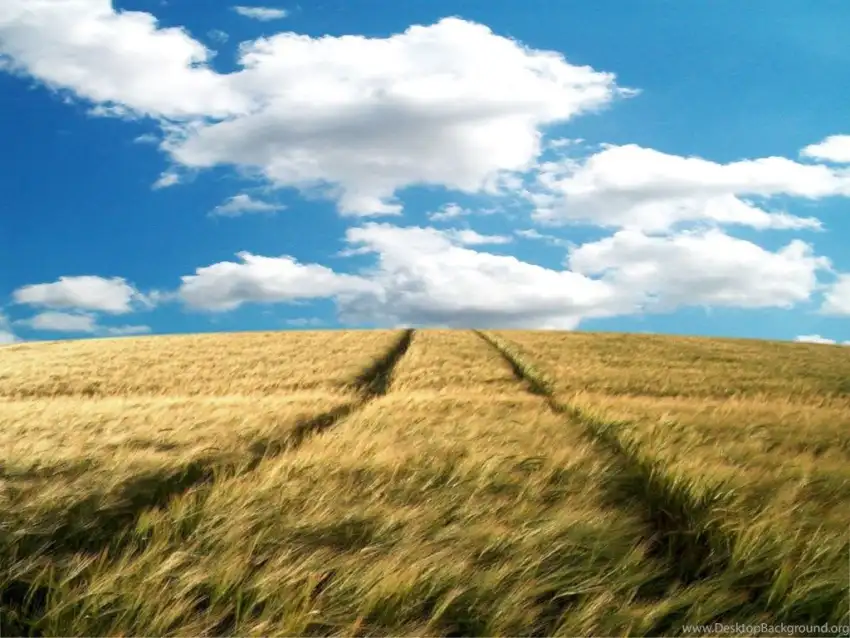 Open Wheat Field Background Wallpaper HD Download