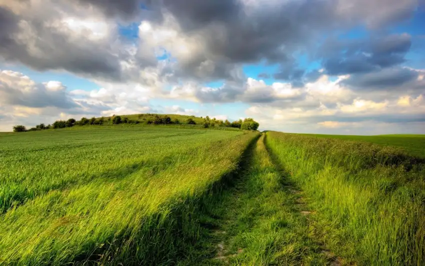 Open Wheat Field Background Wallpaper HD Download