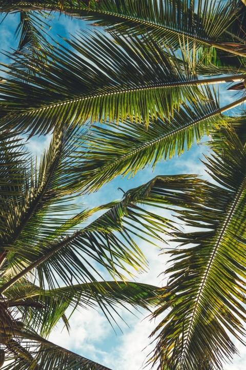 Palm Tree Background Full HD Photos Donwload