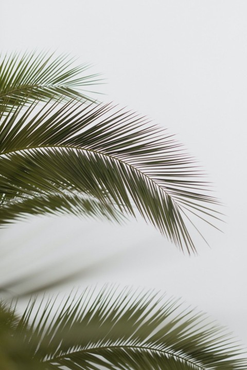 Palm Tree Background Full HD Photos Donwload