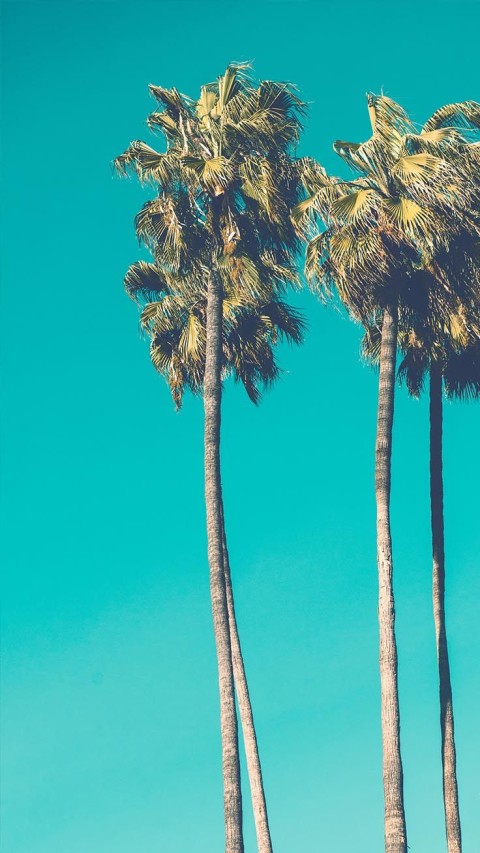 Palm Tree Background HD Donwload