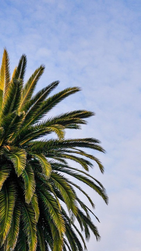 Palm Tree Background HD Donwload