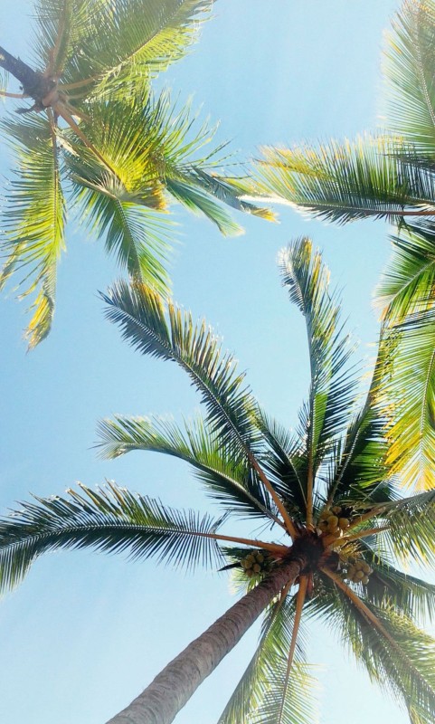 Palm Tree Background HD Donwload