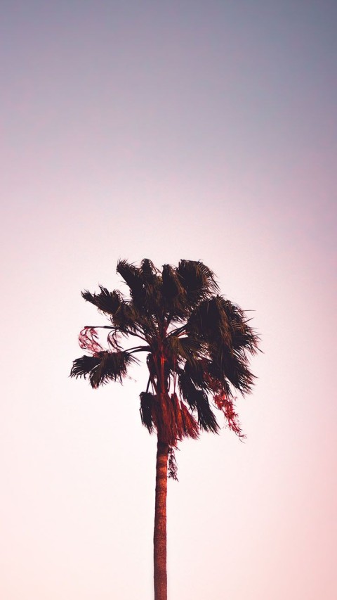 Palm Tree Background HD Donwload