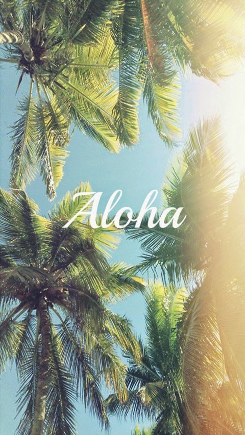 Palm Tree Background HD Donwload