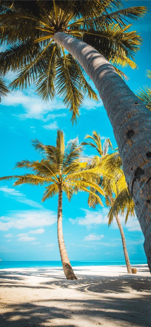 Palm Tree Background HD Donwload