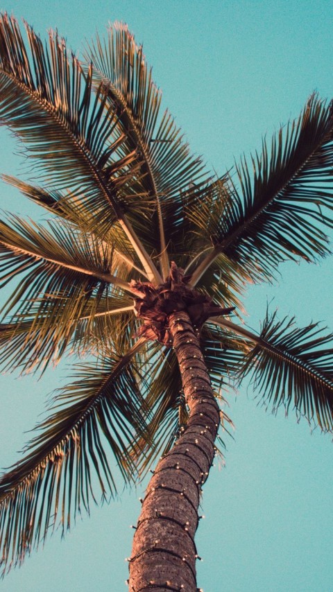 Palm Tree Background HD Donwload