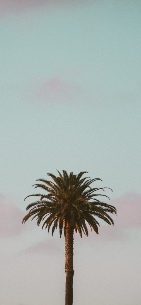 Palm Tree Background HD Donwload