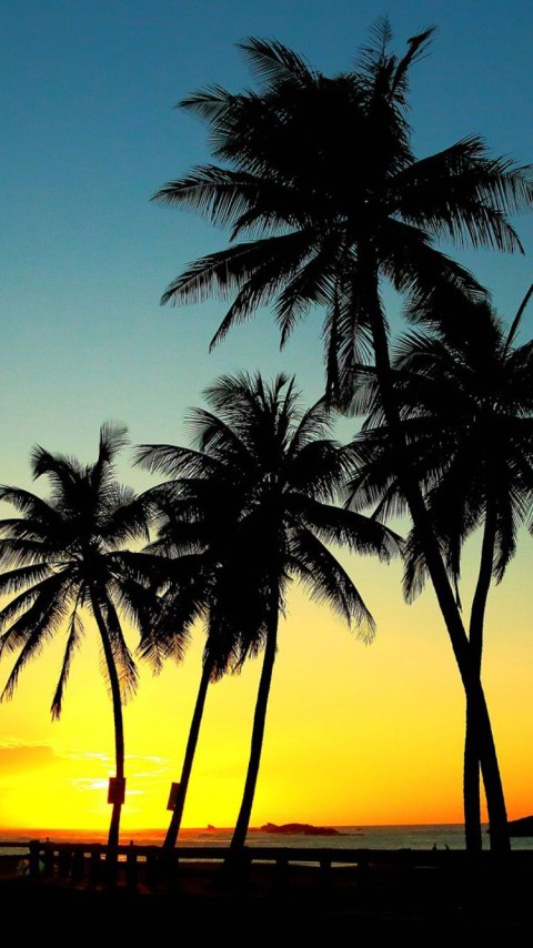 Palm Tree Background HD Donwload