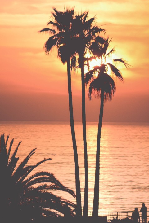 Palm Tree Background HD Donwload