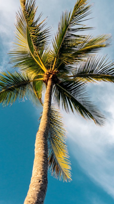 Palm Tree Background HD Donwload