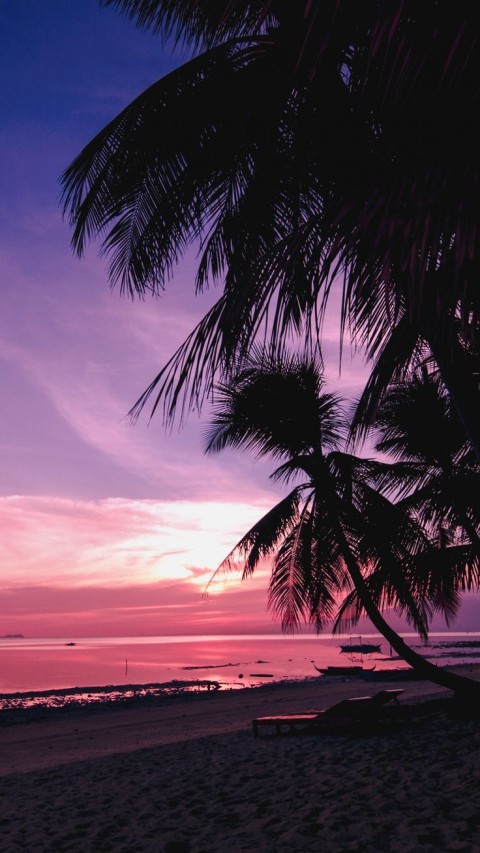 Palm Tree Background HD Donwload