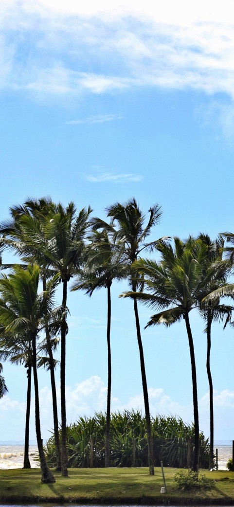 Palm Tree Background HD Donwload