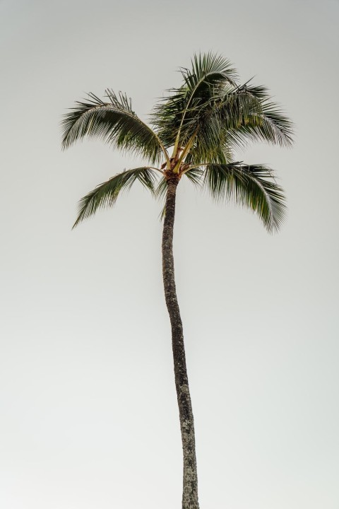 Palm Tree Background HD Donwload