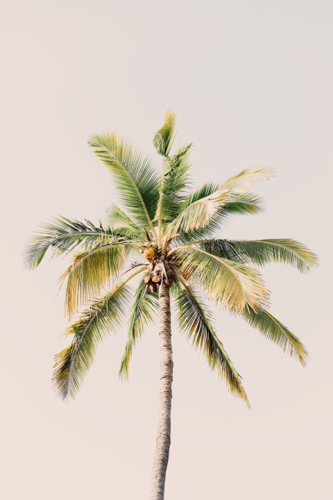 Palm Tree Background HD Donwload Free