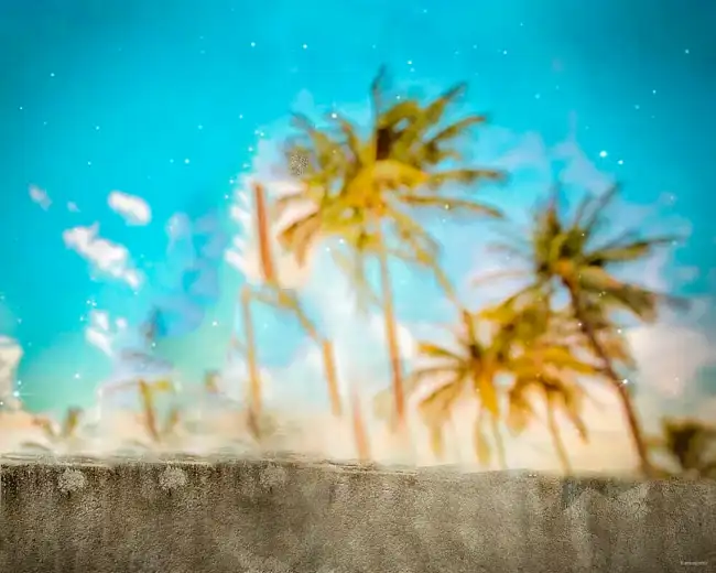 Palm tree Blue Sky CB Edit Background HD