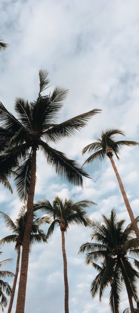 Palm Tree Blue SKy Editing Background HD Donwload