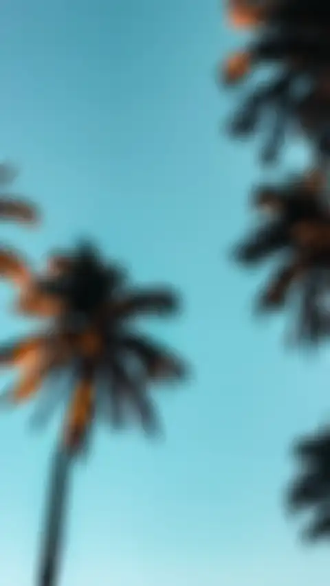 Palm Tree Blue SKy Editing Background HD Donwload