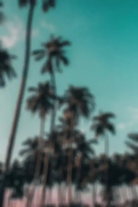 Palm Tree Blue SKy Editing Background HD Donwload