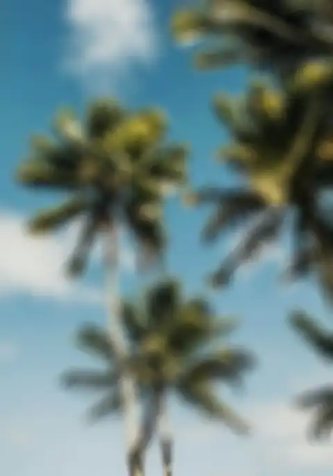 Palm Tree Blue SKy Editing Background HD Donwload