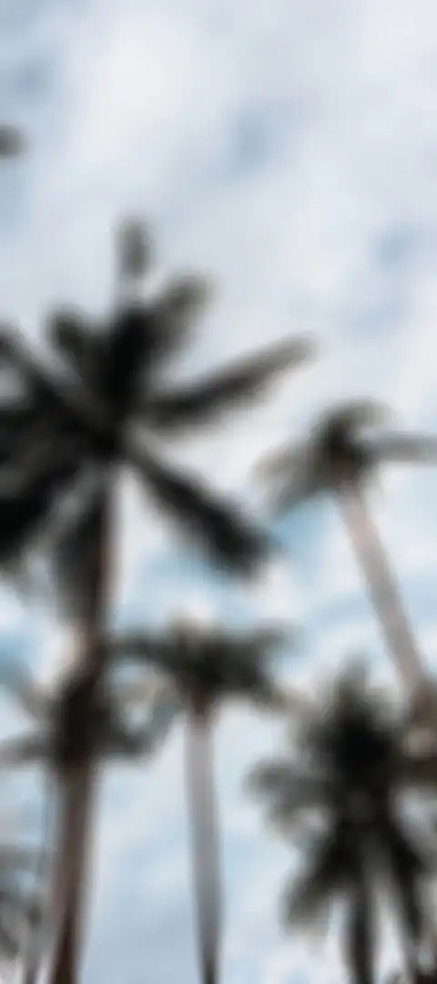 Palm Tree Blue SKy Editing Background HD Donwload